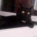 Потерялся черный кот Вася